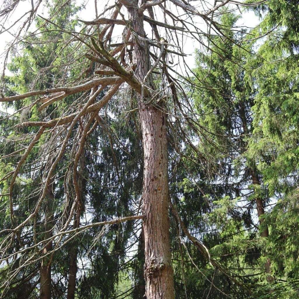 Torrente_Allione_003