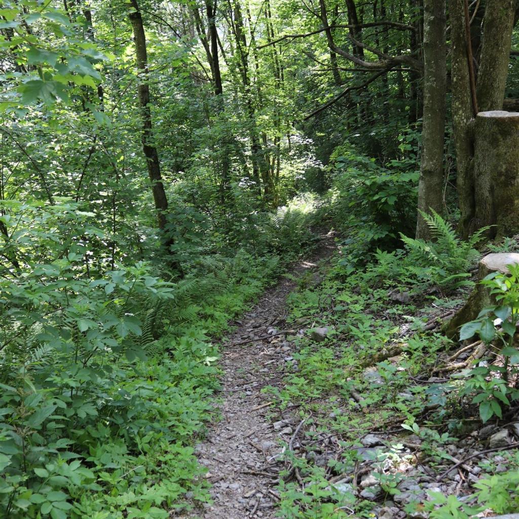 Torrente_Allione_018