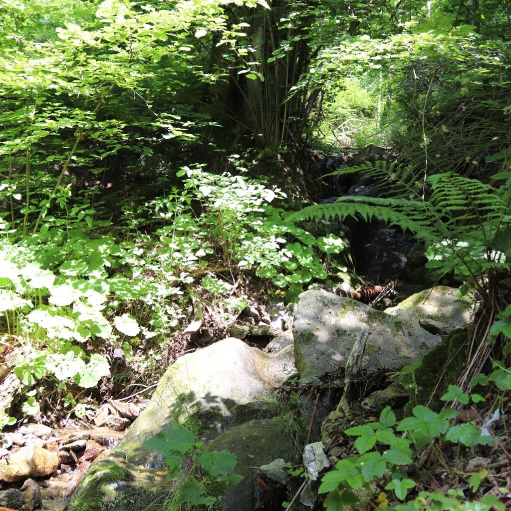 Torrente_Allione_020