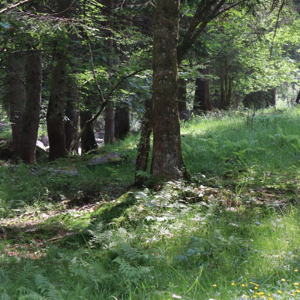 Torrente_Allione_049