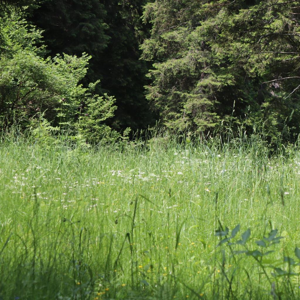 Torrente_Allione_050