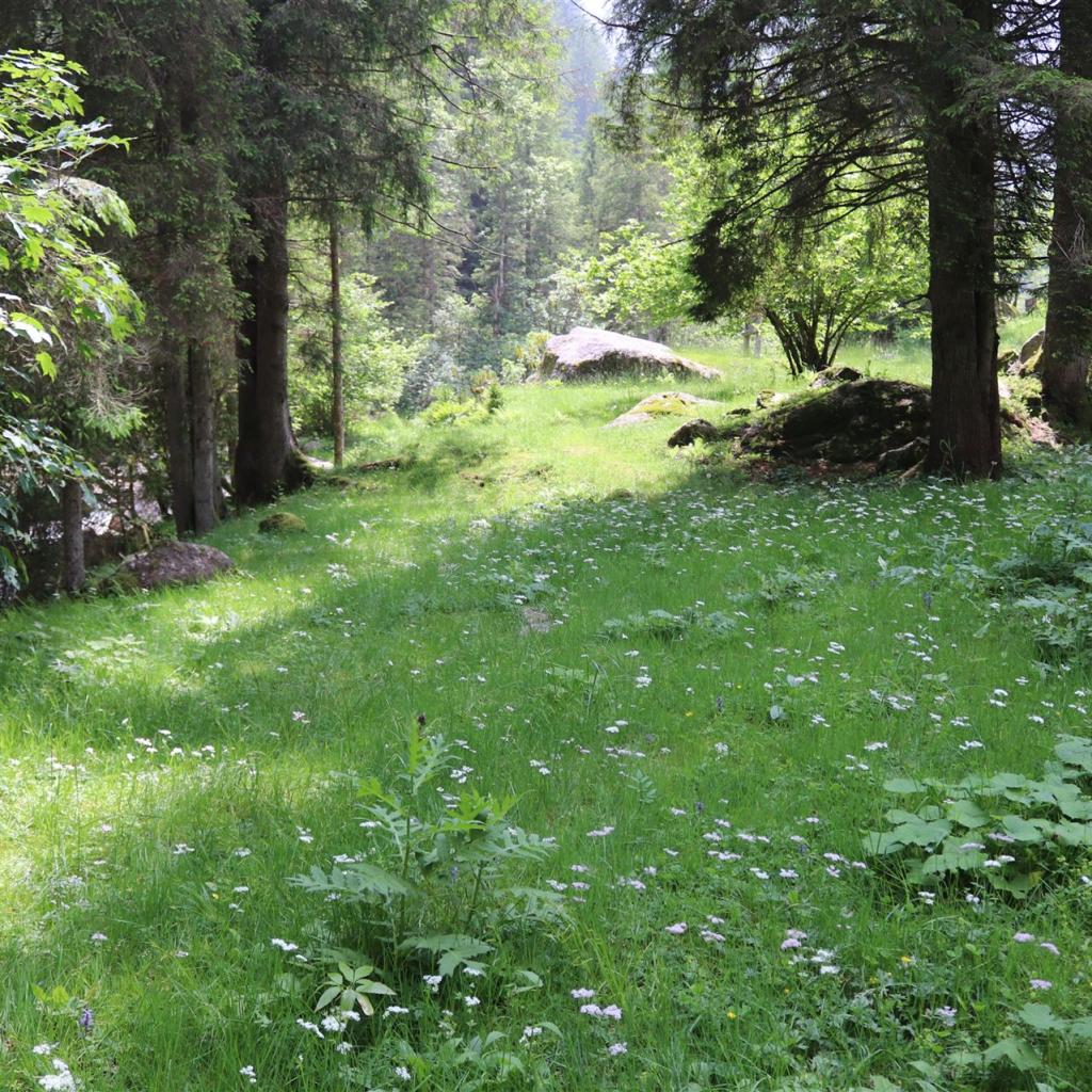 Torrente_Allione_060