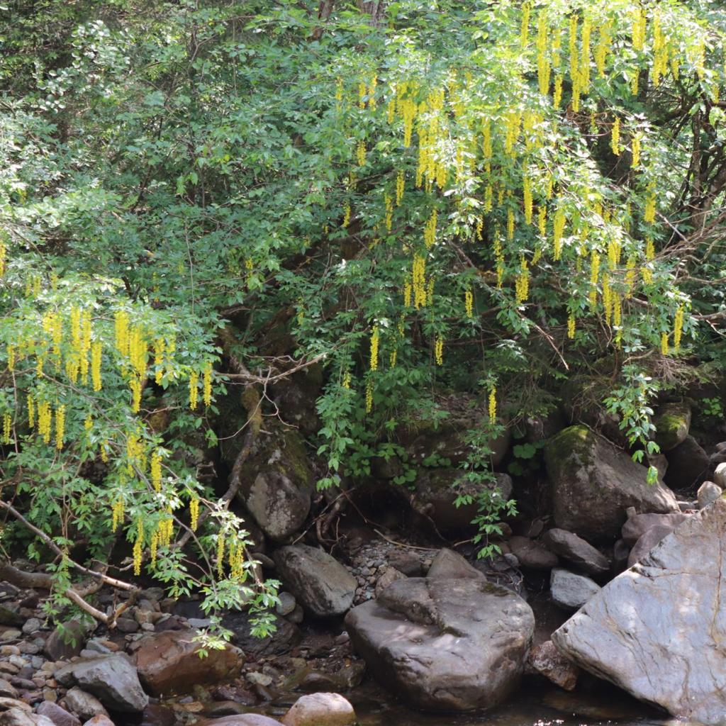 Torrente_Allione_065